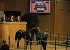 Hip 1592; colt; Medaglia d'Oro - Game Trick by Clever Trick was the top seller on day 5 of the Keeneland September Yearling Sale, bringing a final bid of $500,000.