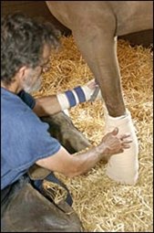 Two Saddlebred Horses Die as Result of Injuries Two Saddlebred Horses Die as Result of Injuries
