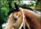 Our Native enjoyed his retirement at High Point Farm near Lexington