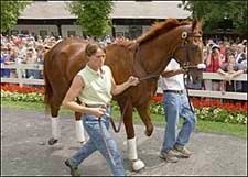 Fans Turn Out for Funny Cide; Tagg Worries Fans Turn Out for Funny Cide; Tagg Worries