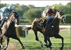 Trippi's Storm - NetJets Breeders' Cup Mile Trippi's Storm - NetJets Breeders' Cup Mile
