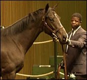 Pleasant Colony Colt Sells For $400,000 At Keeneland Pleasant Colony Colt Sells For $400,000 At Keeneland