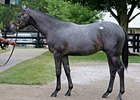 Hip #159; colt, Medaglia d'Oro - Beright by Gray Slewpy brought $450,000 to lead the opening session of the Fasig-Tipton Kentucky July select yearling sale.