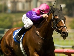 Black Astor Refuses to Fade in Sunset 'Cap Black Astor Refuses to Fade in Sunset 'Cap