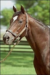 Florida Stallion Notebook Dead Florida Stallion Notebook Dead