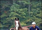Pensioned Maryland Stallion Carnivalay Dead Pensioned Maryland Stallion Carnivalay Dead