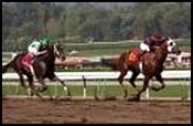 Siphonic Likely Futurity Favorite; Officer Challenges Siphonic Likely Futurity Favorite; Officer Challenges