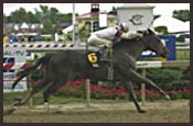 A Look at Sarava; Haskin's Online Story A Look at Sarava; Haskin's Online Story