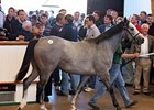 Lot 459; colt; Montjeu - Danaskaya by Danehill, sold for 650,000 guineas to top day three of Tattersalls' October yearling sale.