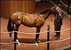 New Kids on the Auction Block: Analyzing First-Crop Sires New Kids on the Auction Block: Analyzing First-Crop Sires