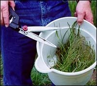 Forage Testing Pointing to Molds and Mycotoxins Forage Testing Pointing to Molds and Mycotoxins