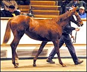 Giant's Causeway Foal Tops Tattersalls Foal Sale's Finale Giant's Causeway Foal Tops Tattersalls Foal Sale's Finale
