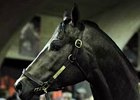 The Adena Springs Sale topper was bought by a partnership that includes University of Louisville basketball coach Rick Pitino.