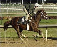 Sun King, Flower Alley in Classic Moves at Churchill Sun King, Flower Alley in Classic Moves at Churchill