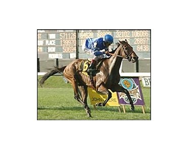 Sulamani, winning the Turf Classic.