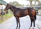 Hip 58, by Montbrook--My Golden Quest sold for $470,000