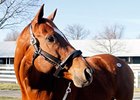 Topliner, hip 198, at the Keeneland January Sale.