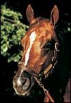 Johannesburg Propels Hennessy to Top of Juvenile Sire List Johannesburg Propels Hennessy to Top of Juvenile Sire List