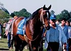Blumin Affair, Third in the Derby, Dies Blumin Affair, Third in the Derby, Dies
