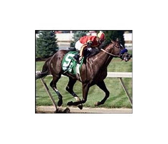 Captain Steve, among the grade I winners in Saturday's Donn Handicap.