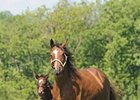 Supercharger with her 2010 colt by Medaglia d'Oro, now named Superfection.
<br><a target="blank" href="http://www.bloodhorse.com/horse-racing/photo-store?ref=http%3A%2F%2Fpictopia.com%2Fperl%2Fgal%3Fprovider_id%3D368%26ptp_photo_id%3D8974909%26ref%3Dstory">Order This Photo</a>