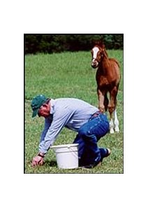 Equine nutritionist Dr. Steve Jackson, shown here taking pasture samples while a foal looks on.