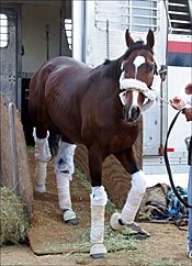 Monday Report: Gold Storm Works, Biancone's Horses and Culinary Arrive Monday Report: Gold Storm Works, Biancone's Horses and Culinary Arrive