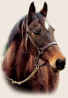 Champion Waya Euthanized at 27 Champion Waya Euthanized at 27