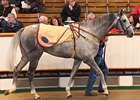Average Grows 5.1% at Tattersalls Sale Average Grows 5.1% at Tattersalls Sale