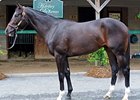During the final session, hip #519, a Tiznow colt, was the most expensive horse, bringing $470,000.