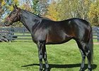 Great Florida Broodmare Sultry Sun Dead Great Florida Broodmare Sultry Sun Dead