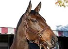 Fleet Indian at the Keeneland November 2007 sale.