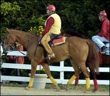 Afleet Alex Solid Favorite in Advance Preakness Wagering Afleet Alex Solid Favorite in Advance Preakness Wagering