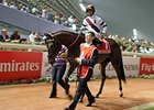Royal Delta in the Meydan Paddock.