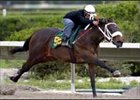 Forest Camp, Salt Lake Fillies Shine in OBS Under Tack Show Forest Camp, Salt Lake Fillies Shine in OBS Under Tack Show