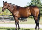 Dance to Destiny Sires First Winner Dance to Destiny Sires First Winner