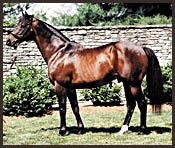 Southern Halo Tops 100 Mark by Stakes Winners Southern Halo Tops 100 Mark by Stakes Winners