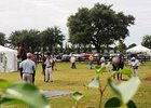 Yearlings are paraded for inspection during the preview for the OBS August Sale.