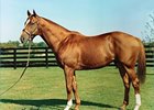 Pensioned Sire Rahy Dies at Three Chimneys Pensioned Sire Rahy Dies at Three Chimneys