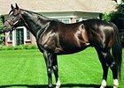 Dixie Union Euthanized Dixie Union Euthanized