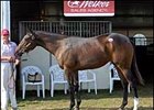 Midatlantic Sales-Topper; filly, Stormy Atlantic - Princess Birdeye by Indian Charlie.