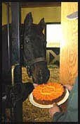 Seattle Slew Temporarily Out of Stud Duty Seattle Slew Temporarily Out of Stud Duty