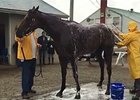 American Pharoah at Churchill Downs May 25 American Pharoah at Churchill Downs May 25