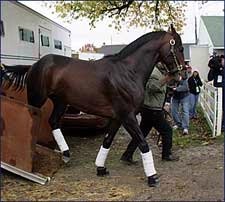 Classic Pedigree Profile: Bernardini Classic Pedigree Profile: Bernardini