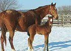 Cherokee's Boy Sires First Foal Cherokee's Boy Sires First Foal