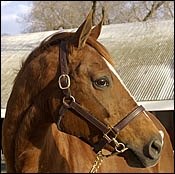 Trempolino Mare Tops Keeneland's Second Session; Figures Improve Trempolino Mare Tops Keeneland's Second Session; Figures Improve