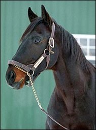 New York Stallion Personal Flag Euthanized New York Stallion Personal Flag Euthanized