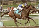 Pleasantly Perfect wins the Goodwood Breeders' Cup Handicap at Santa Anita.