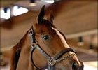 World record-setter One Hot Wish returns in the Sorrento.