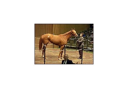 Spring Meadow, one of two mares sold for $800,000 at Keeneland's first session Monday.